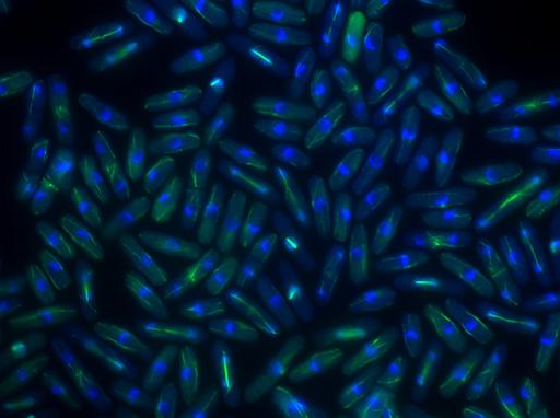 070711_IF_5overlay.jpg - S. pombe細胞の免疫染色 
青色：hoechst33342 / 緑色：tubulin抗体