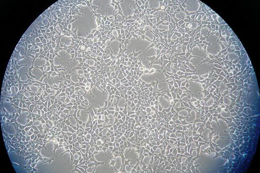 Cells1.jpg - 付着細胞（ヒト）