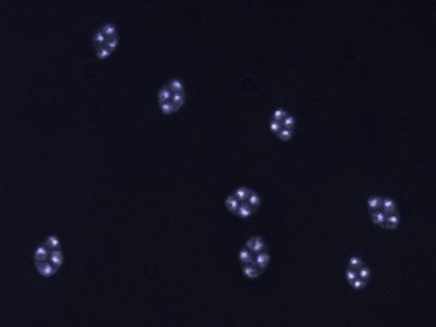 Sc-tetrads.jpg - S. cerevisiae テトラド胞子(DAPI)